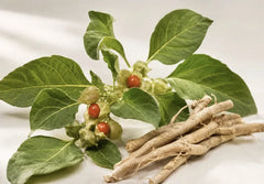Raíces y hojas de ashwagandha