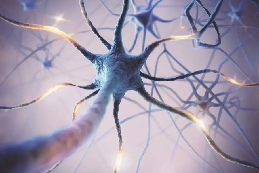 Ilustración de neuronas conectadas entre sí