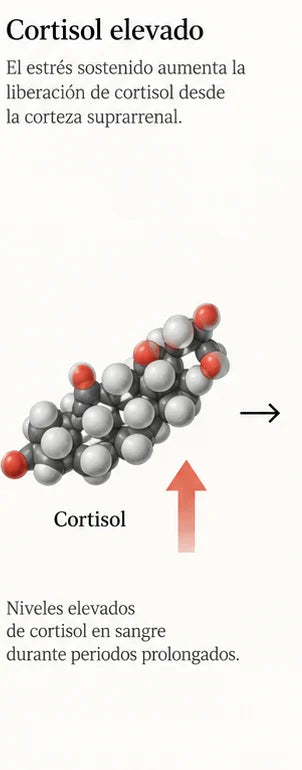Cortisol elevado: el estrés sostenido aumenta la liberación de cortisol