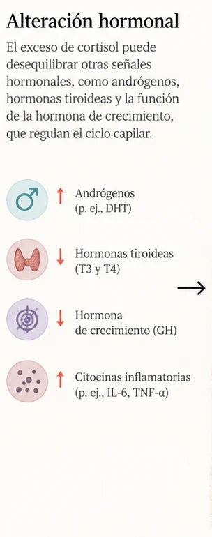 Alteración hormonal: el exceso de cortisol puede desequilibrar otras señales hormonales que regulan el ciclo capilar